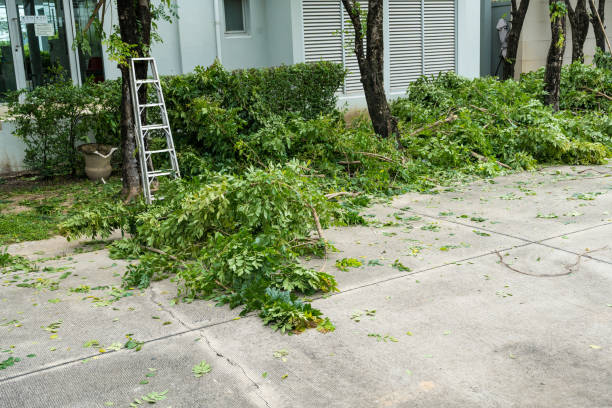 Why Choose Our Tree Removal Services in Campo, CA?