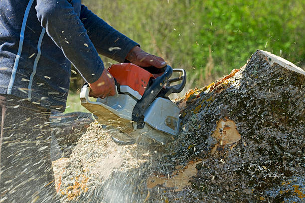 Best Tree Trimming and Pruning  in Mpo, CA